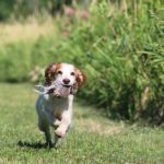Are english cocker spaniels good hunting dogs
