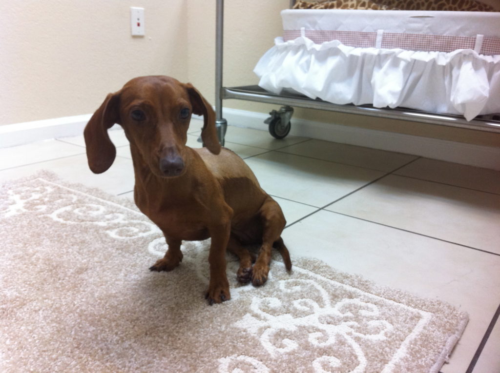 Can Dachshunds Have Long Legs