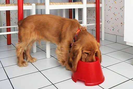 Best dog food for cocker spaniel with allergies