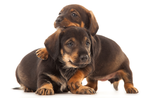 Best dog food for dachshund puppies