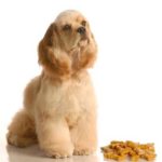 Best food for cocker spaniels with allergies
