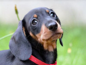 Black and tan miniature dachshund names