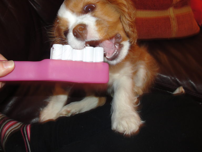 Brushing cocker spaniel teeth