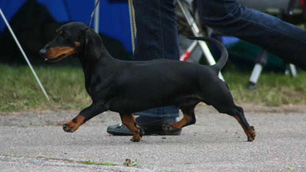 Can dachshunds have long legs