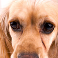 Cocker Spaniel Eye Problems: Most Common Eye Diseases, Why Do The Eye ...