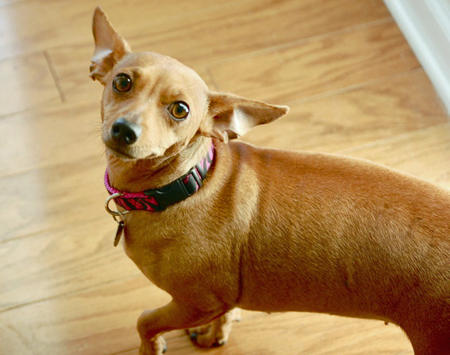 Chihuahua dachshund pug mix