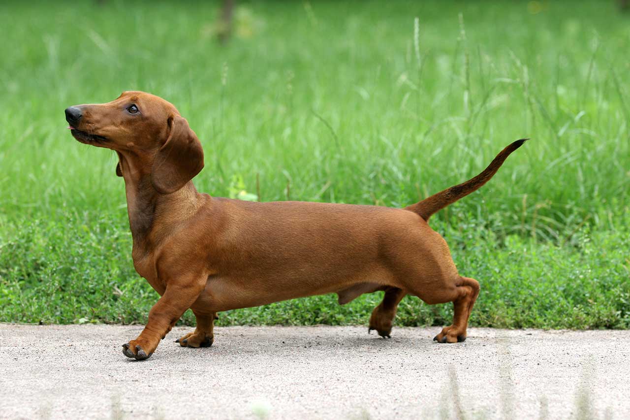 Dog Names For Dachshunds: How To Choose, Names For Male And For Female,  Unusual Names
