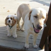 Cocker Spaniel Cross Labrador: Spanador Breed Characteristics ...