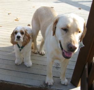 Cocker Spaniel Cross Labrador: Spanador Breed Characteristics ...