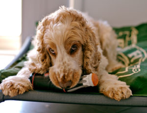 Cocker spaniel biting tail