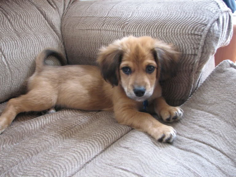 Cocker spaniel chihuahua mix shed