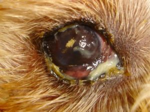 Cocker spaniel eye discharge infection