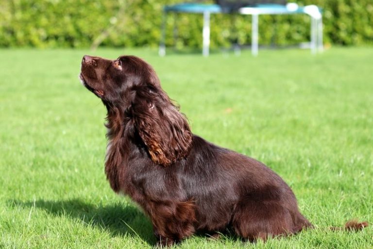 Cocker Spaniel Health Problems: General Internal Health Problems And ...