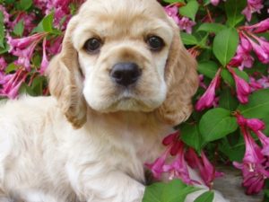 Cocker spaniel names for puppies