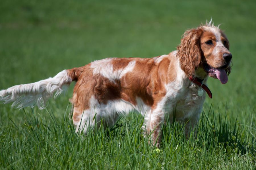 Cocker spaniel natural tail