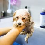 Cocker spaniel puppy shampoo