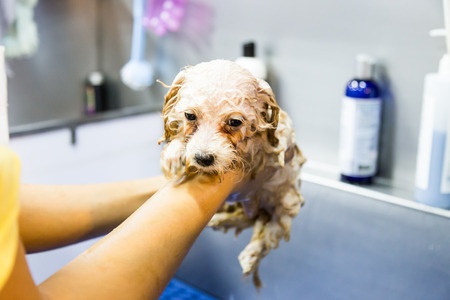Cocker spaniel puppy shampoo