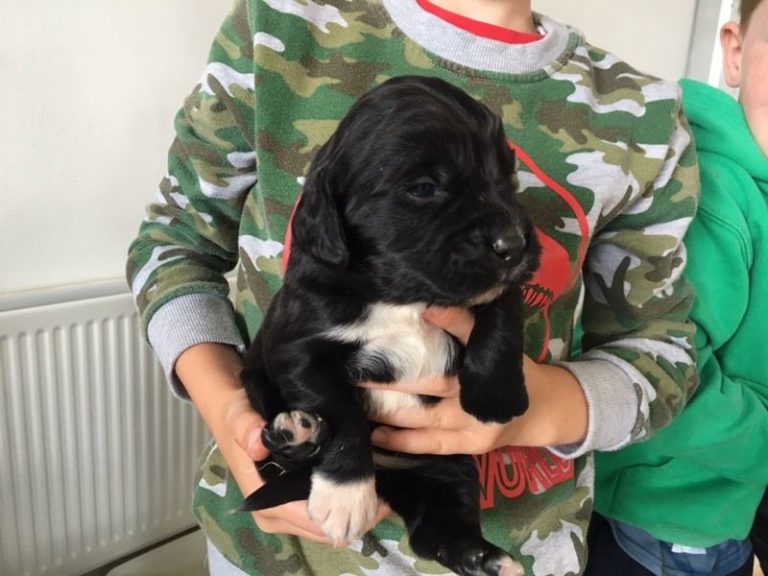 Cocker spaniel x labrador puppies for sale