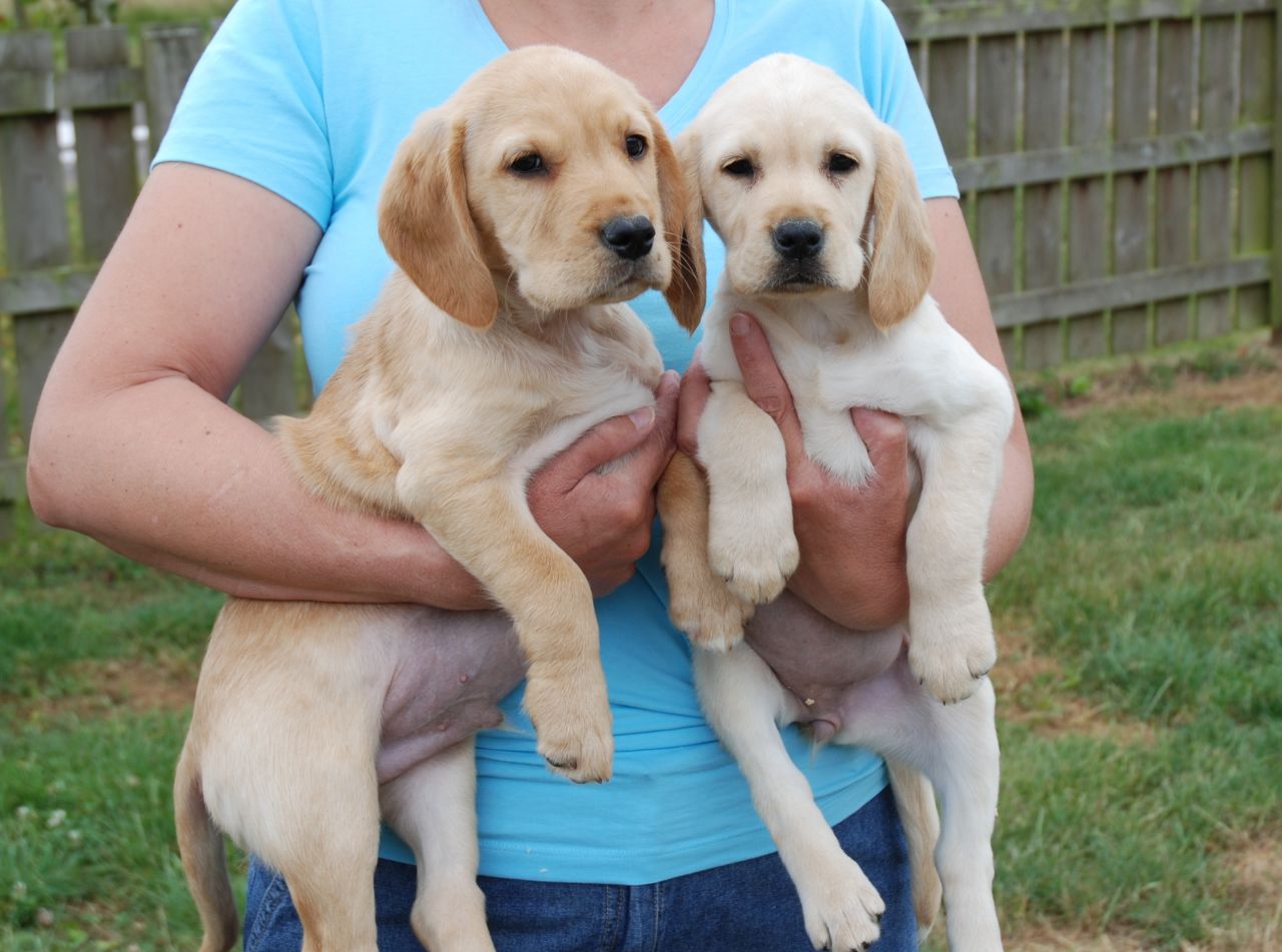 Cocker spaniel x labrador puppies