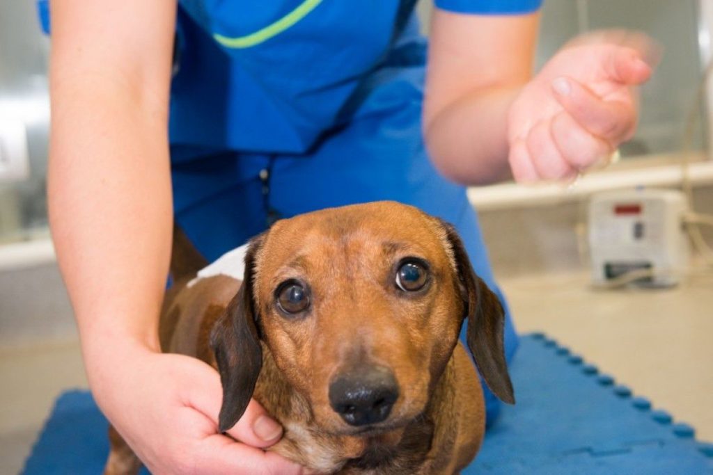 cost-of-back-surgery-for-dachshunds-1001doggy