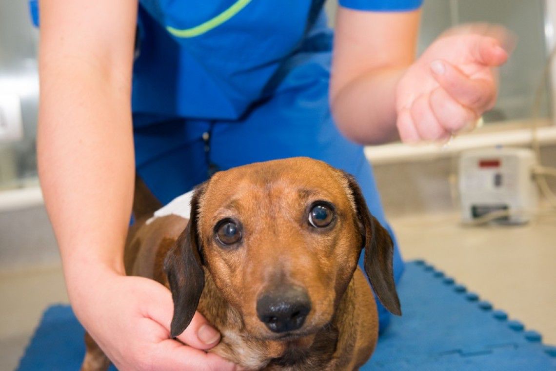 Cost of back surgery for dachshunds