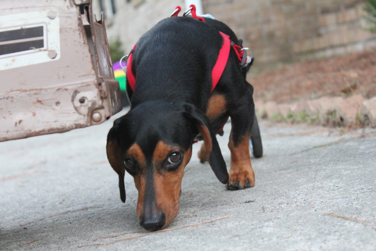Dachshund Back Legs Dragging
