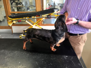 Dachshund back surgery success rate