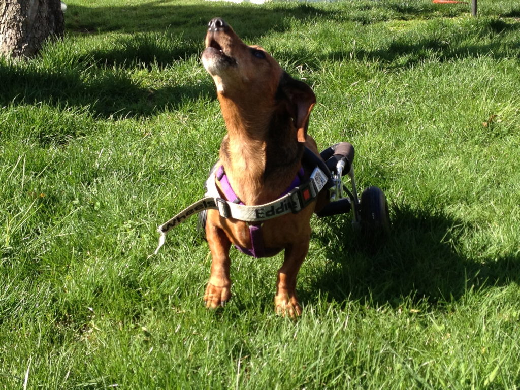 How To Train A Dachshund To Stop Barking Why Do Dogs Bark, Training To