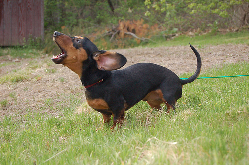 How To Train A Dachshund To Stop Barking Why Do Dogs Bark