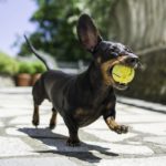 Dachshund dog facts