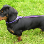 Dachshund dog information