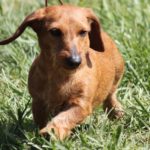 Dachshund facts and information