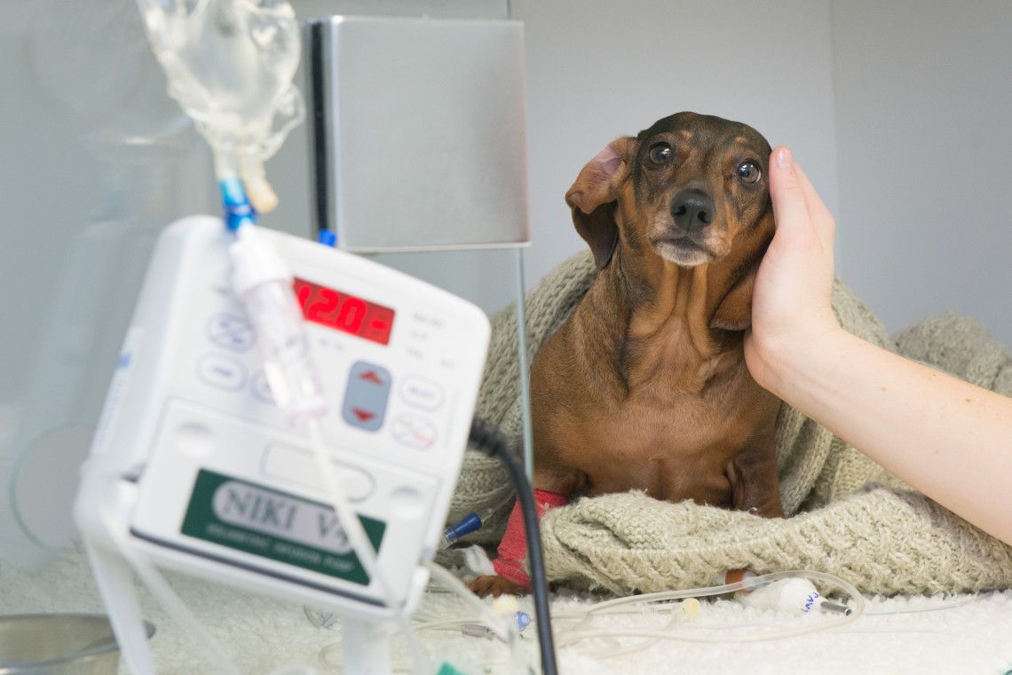 Dachshund herniated disc recovery without surgery
