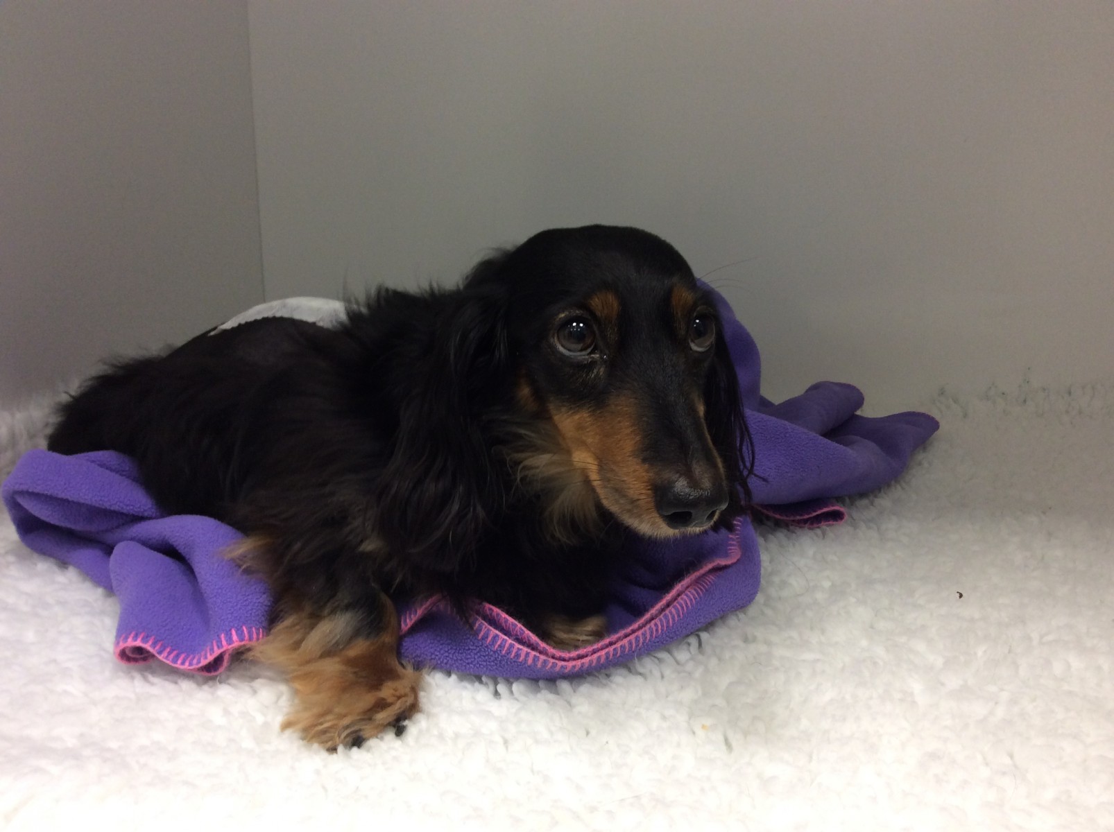 Dachshund Herniated Disc Surgery Cost
