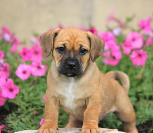 Dachshund mixed with pug