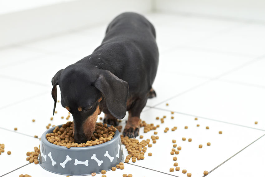 Dachshund puppies food they eat
