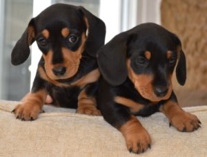 Dachshund puppies information