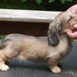 Dachshund puppy feeding guide