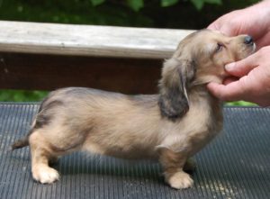 Dachshund puppy feeding guide