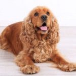 Dog food for cocker spaniels with allergies