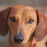 Dog names for dachshunds