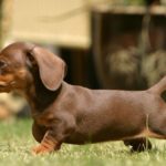 Facts about dachshund puppies
