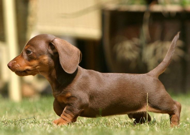 Facts about dachshund puppies