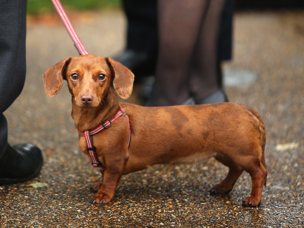 Dog Names For Dachshunds How To Choose, Names For Male