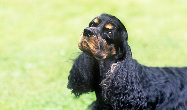 Health problems of cocker spaniels
