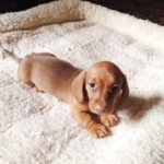 How much to feed a dachshund puppy