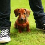 How much to feed a miniature dachshund puppy