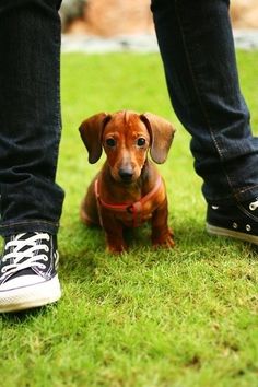 How much to feed a miniature dachshund puppy