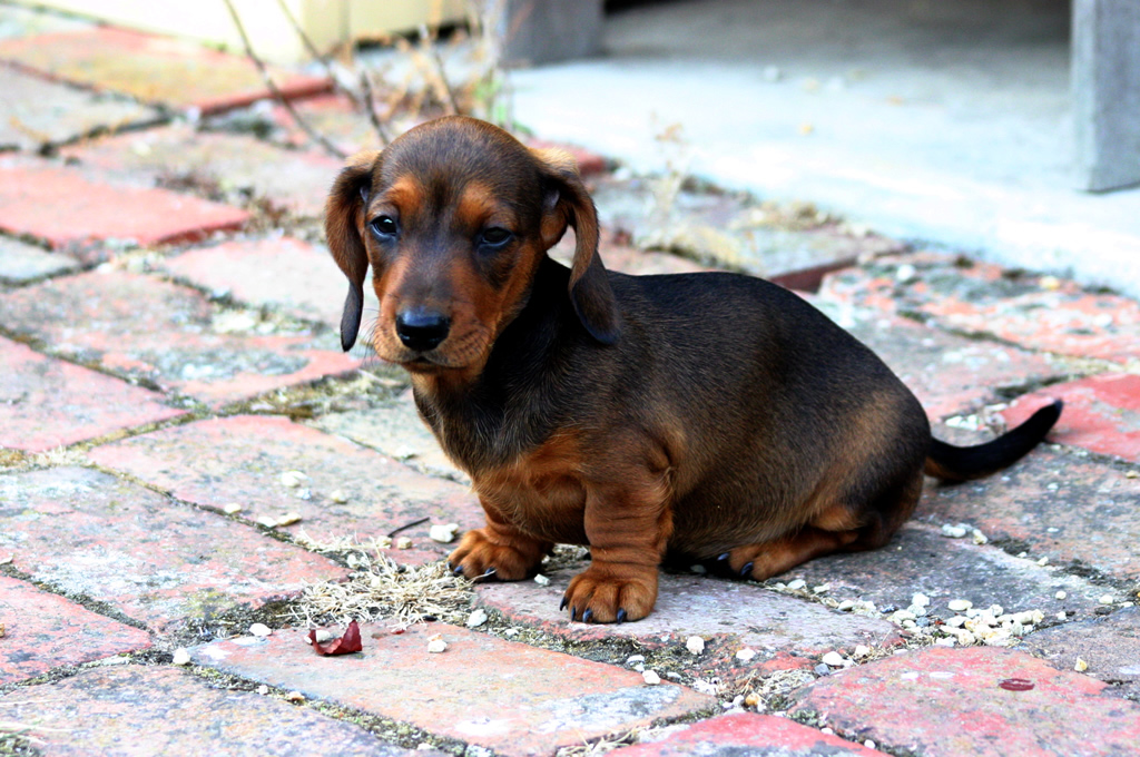 Best Dachshund Puppy Food Ways Of Feeding How Often To Feed Useful And Harmful Products In