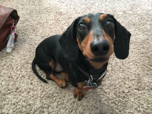 How to stop a dachshund from barking